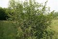 Frangula alnus